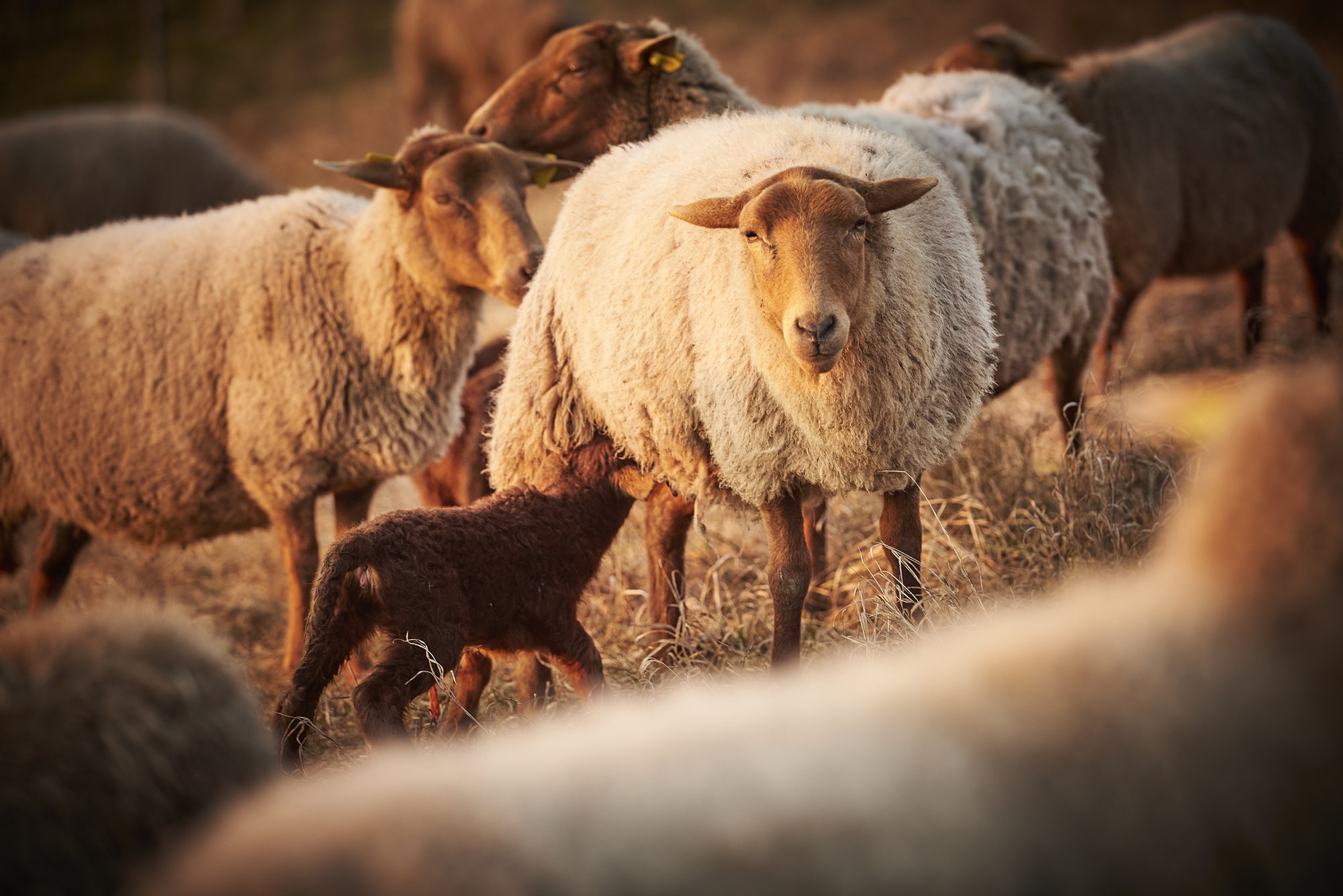 Coburger Schafe Jochen Bacher Schafbeweidung Korb